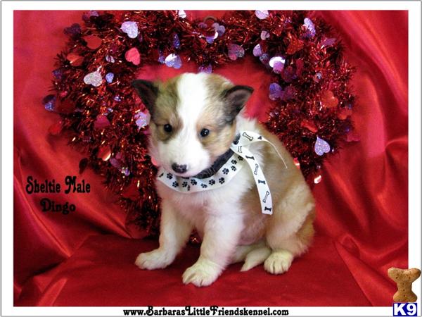 Puppies in KY